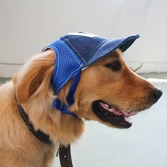 Profil d'un Golden Retriever avec une des casquettes pour chiens en velours bleu et mesh.
