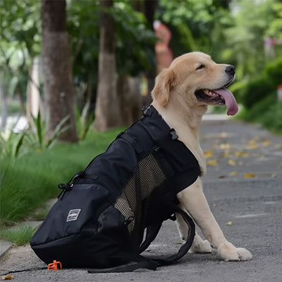 Golden Retriever assis à côté d'un sac a dos chien noir sur un chemin boisé.