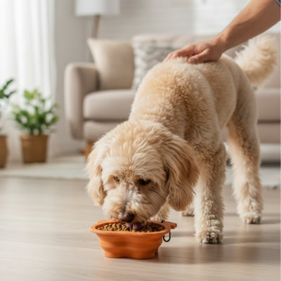 Main caressant un Goldendoodle à poils longs mangeant dans une gamelle pour chien orange.