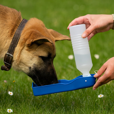 Chien type Berger Allemand buvant dans une gourde chien bleue tenue à la main sur de l'herbe.