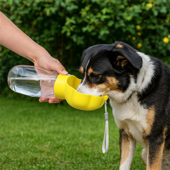 Chien de type Border Collie buvant dans une gourde chien jaune tenue à la main.