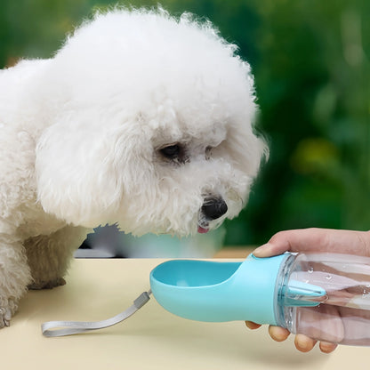 Bichon Frisé blanc attendant devant une gourde pour chien bleue tenue par une main.