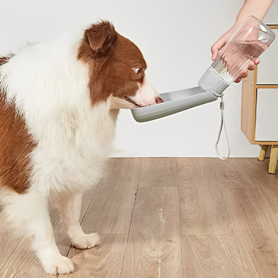 Gourde pour chiens grise avec réservoir pliable utilisée par un Border Collie.