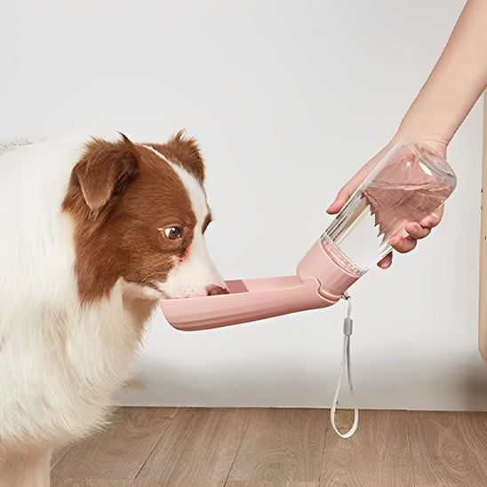 Border Collie marron et blanc buvant dans une gourde pour chiens rose pastel.