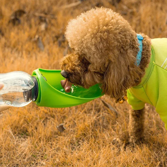 Caniche marron buvant dans l'écuelle verte d'une gourdes pour chien dans un champ d'herbe sèche.