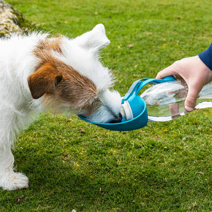 Jack Russell Terrier buvant dans l'abreuvoir bleu d'une gourdes pour chien sur de l'herbe.