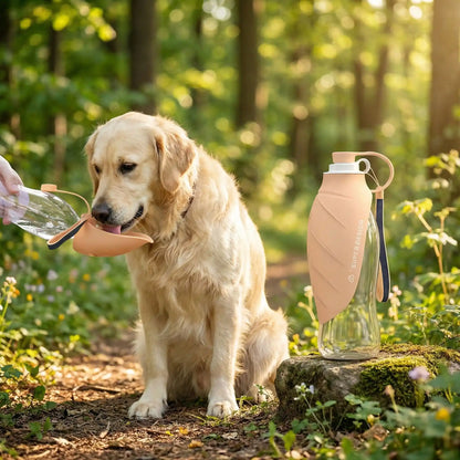 Golden Retriever buvant dans une gourdes pour chien beige marquée SUPER DESIGN en forêt.