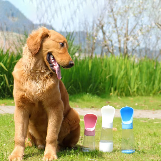 Golden Retriever assis avec la langue pendante à côté de trois gourdes pour chiens alignées.
