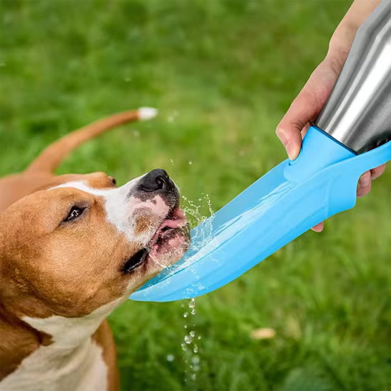 Pitbull marron et blanc buvant de l'eau dans l'écuelle bleue d'une gourdes pour chiens en inox.