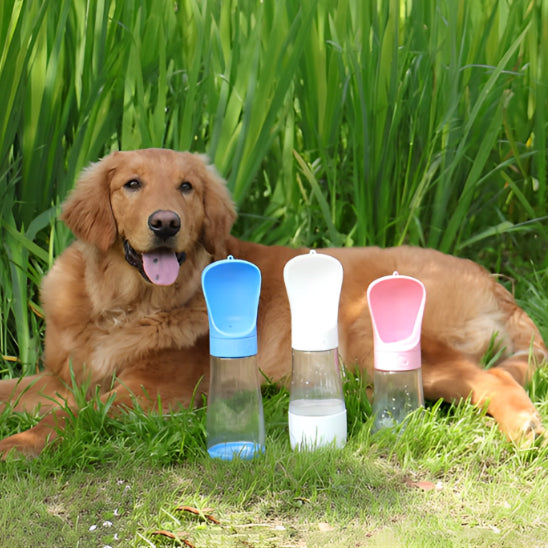 Golden Retriever couché dans les hautes herbes derrière trois modèles de gourdes pour chiens.