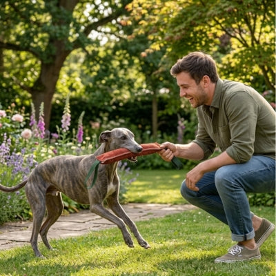 Greyhound bringé jouant dans un jardin fleuri avec un jouet pour chien indestructible rouge.