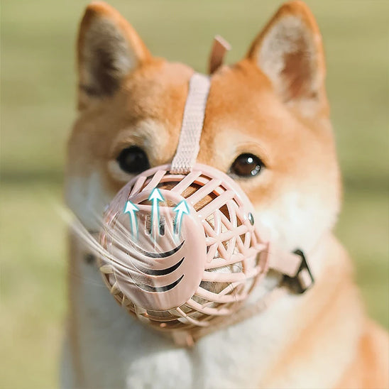 Portrait de face d'un Shiba Inu avec muselière anti aboiement et flèches bleues d'aération.