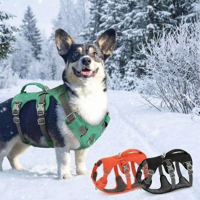 Chien Corgi dans la neige et visuels des coloris vert, orange et noir du harnais anti traction chien.