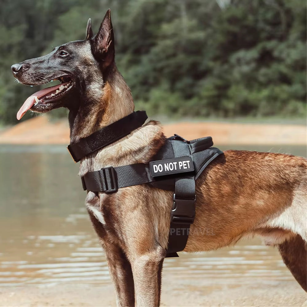 Malinois chien de garde de profil portant un harnais anti traction chien noir avec son nom personnalisé.
