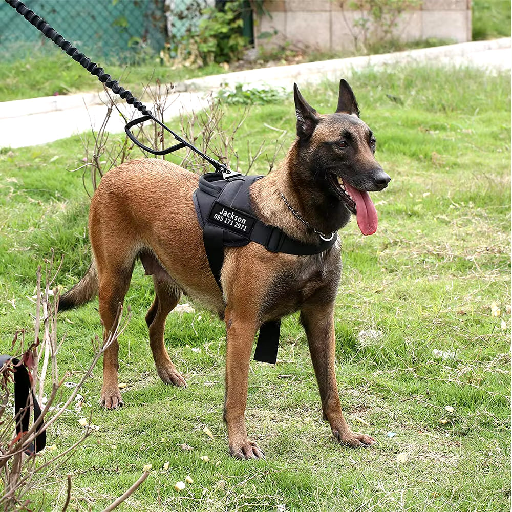 Malinois chien de garde en laisse portant un harnais anti traction chien noir personnalisé avec son nom.