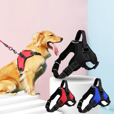 Golden Retriever assis portant un harnais anti traction chien rouge avec laisse et modèles noir et bleu.