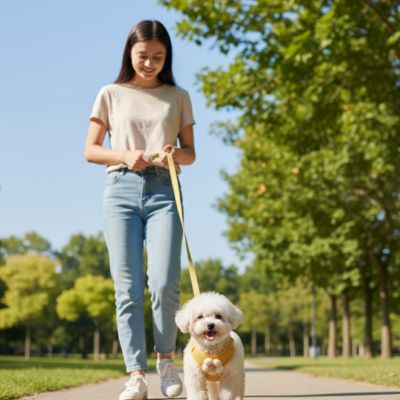 Femme promenant un Bichon blanc en laisse avec un harnais anti traction chien jaune pastel.