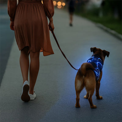 Femme promenant son chien avec une laisse et un harnais anti traction chien LED bleu en ville.