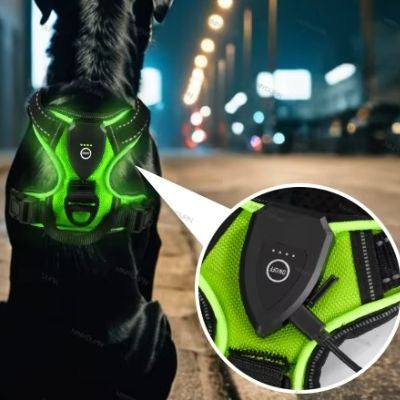 Chien noir portant un harnais antit-raction chien lumineux vert, vu de dos, en promenade nocturne urbaine!