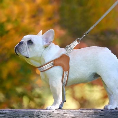 Bouledogue français blanc portant un harnais anti traction chien marron avec sa laisse assortie.
