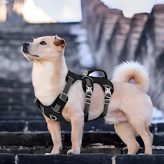 Beagle de profil dans l'herbe portant un harnais anti traction chien orange avec double boucle.