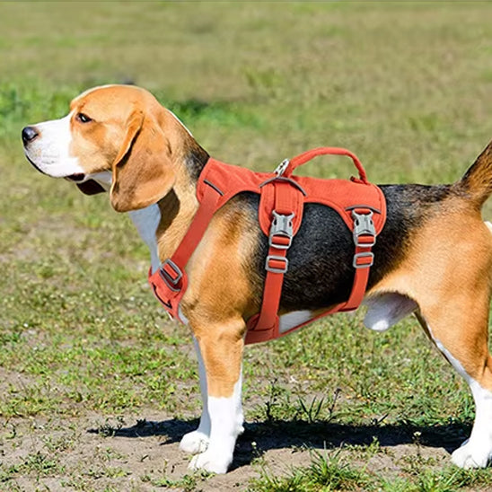 Beagle de profil dans l'herbe portant un harnais anti traction chien orange avec double boucle.