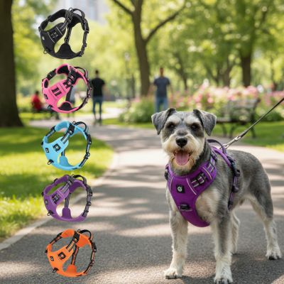 Schnauzer en parc avec les 5 coloris du harnais anti traction chien.