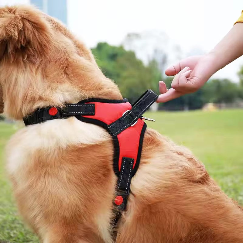Zoom sur la poignée de contrôle d'un harnais anti traction chien rouge porté par un Golden Retriever.
