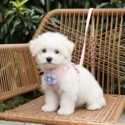 Chiot blanc assis sur une chaise en osier avec son harnais anti traction chien rose à fleur bleue.