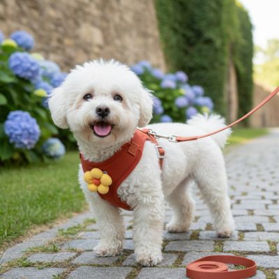 Bichon Frisé blanc avec harnais anti traction chien orange et fleur jaune sur un chemin pavé.