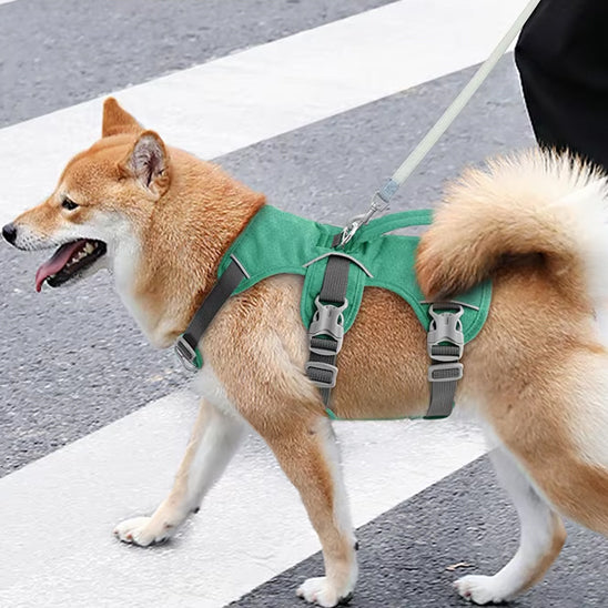 Chien Shiba Inu marchant sur un passage piéton avec un harnais anti traction chien vert.