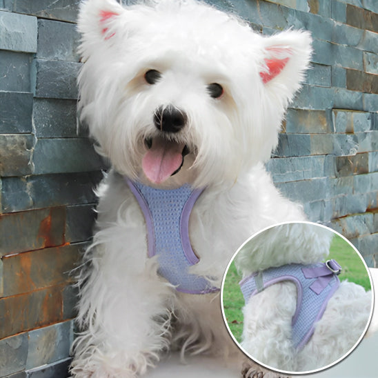 Westie portant un harnais anti traction chien violet avec un zoom sur la fixation latérale.