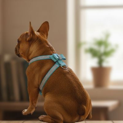 Bouledogue français de dos portant un harnais chien bleu turquoise à strass et nœud rose.