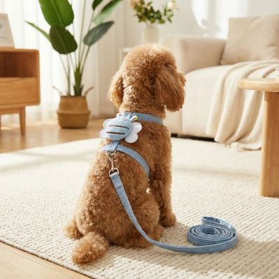 Caniche marron de dos portant un harnais chien bleu ciel en velours avec une abeille.