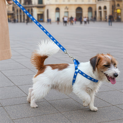 Chien Jack Russell Terrier marchant en ville avec un harnais chien bleu et sa laisse.