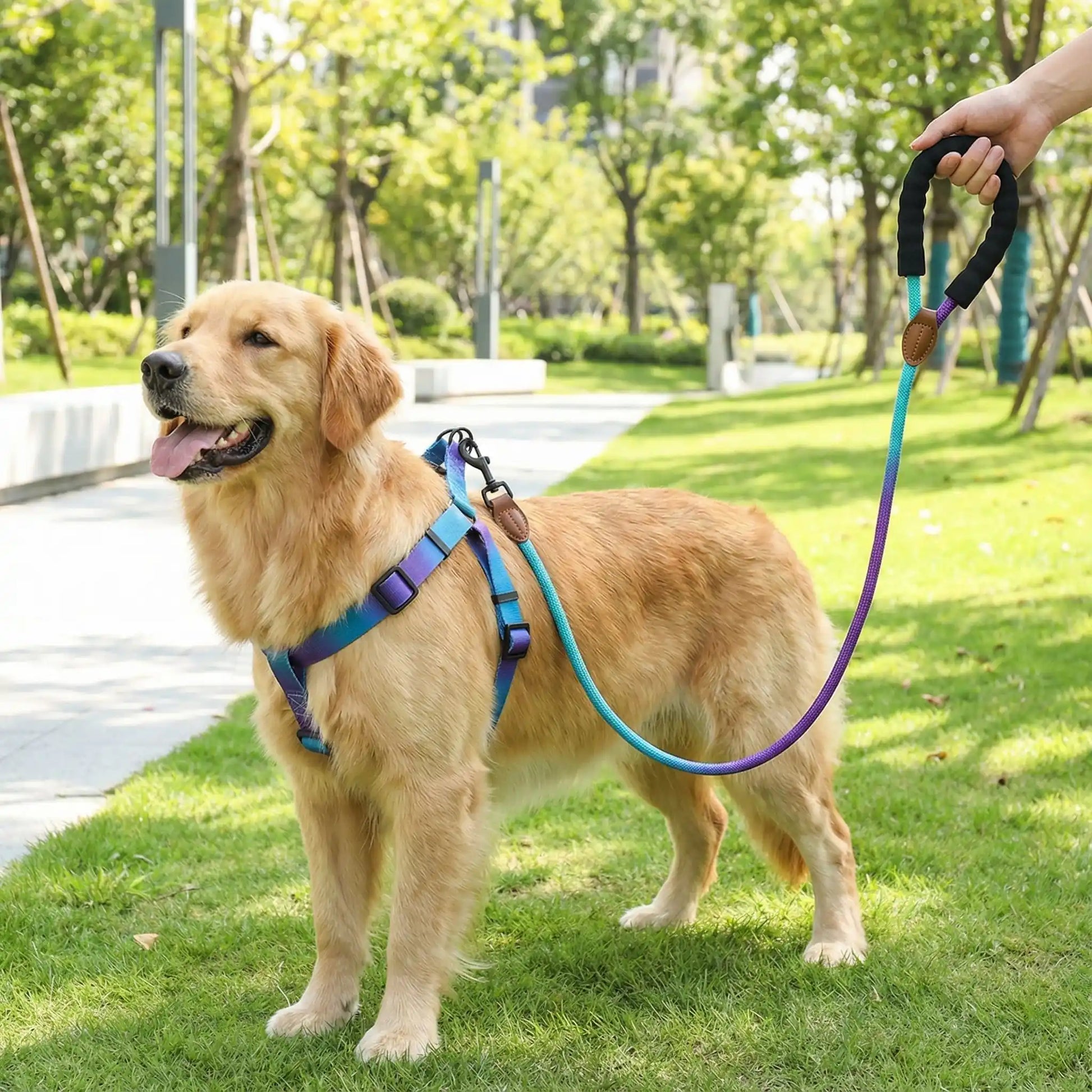 Golden Retriever portant un harnais chien dégradé bleu et violet dans un parc.