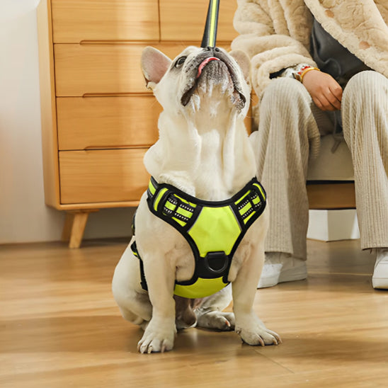 Bouledogue Français blanc portant un harnais chien jaune fluo réfléchissant, assis à l'intérieur.