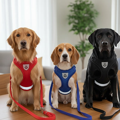 Trio de chiens (Golden Retriever, Beagle et Labrador) portant des harnais chien colorés (rouge, bleu, noir) avec bandes réfléchissantes.