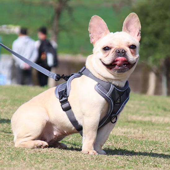 Un bouledogue français assis dans l'herbe portant un harnais chien gris confortable avec sa laisse assortie.