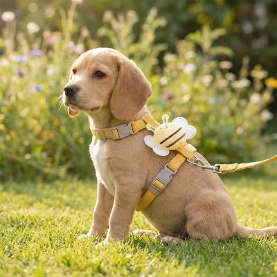 Chiot Beagle assis en extérieur avec un harnais chien jaune moutarde et sa laisse.