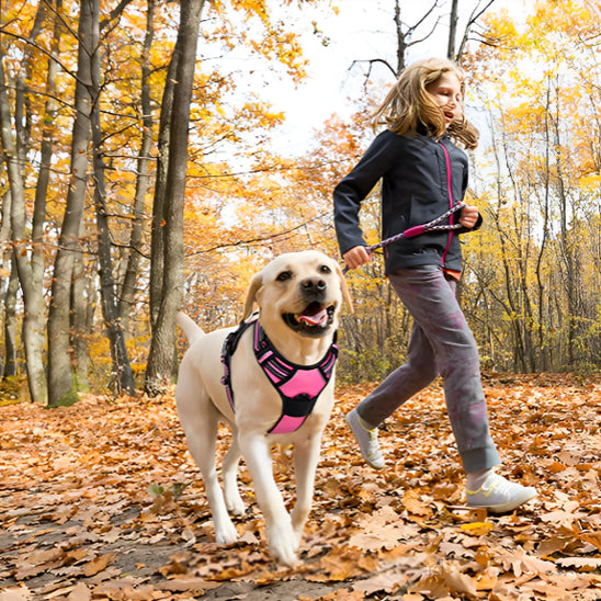 Jeune fille court en forêt avec son Labrador beige équipé d'un harnais chien rose vif et noir.