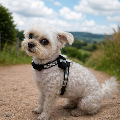 Petit chien blanc assis sur un chemin portant un harnais chien noir avec bandes de strass.