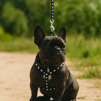 Bouledogue Français noir portant un harnais chien noir avec motifs crânes sur un sentier.