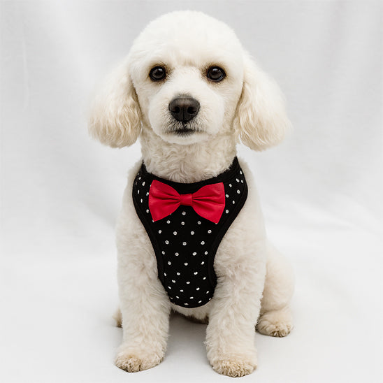 Harnais chien noir à pois blancs et nœud papillon rouge sur un Caniche blanc.