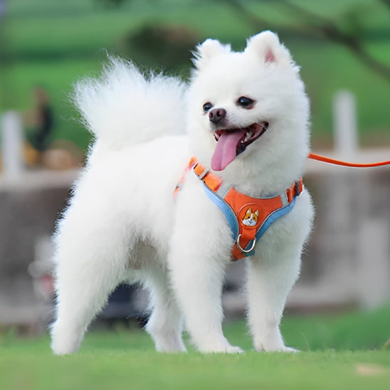 Petit Spitz Pomeranien blanc debout dans un parc avec un harnais chien orange vif. Idéal pour la visibilité et les balades.