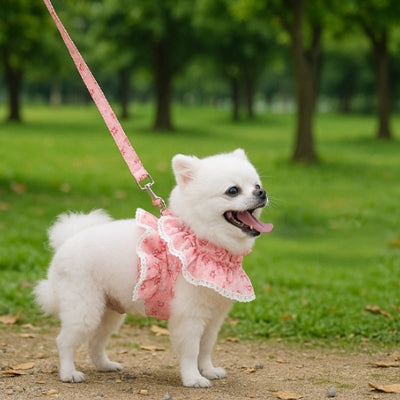 Spitz blanc en extérieur avec un harnais chien rose fleuri à double volant et dentelle blanche.