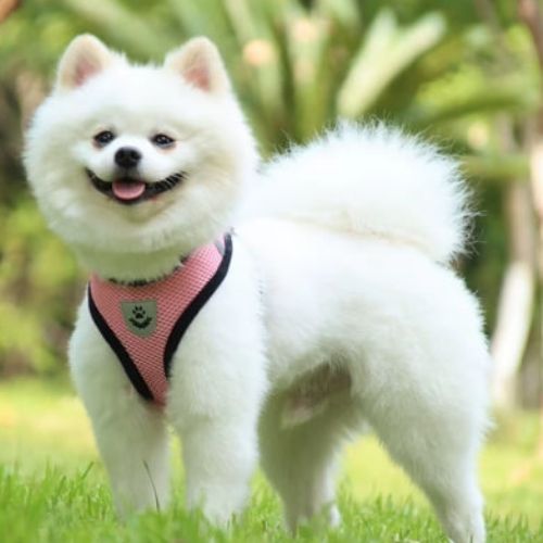 Adorable Pomeranian blanc équipé d'un harnais chien rose en tissu respirant pour petit chien.