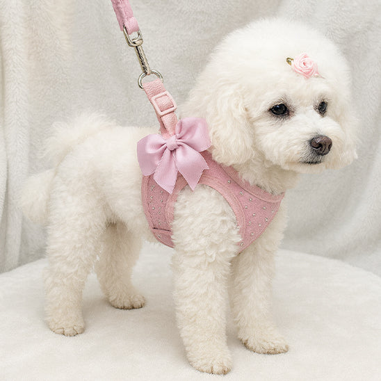 Caniche blanc de profil avec un harnais chien rose à strass et un grand nœud décoratif.