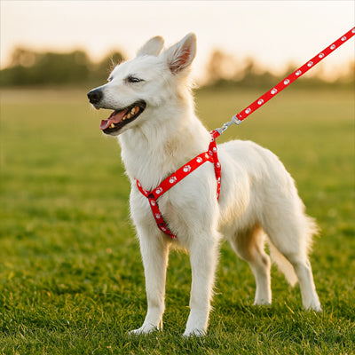 Chien Berger Blanc Suisse portant un harnais chien rouge à motifs pattes dans l'herbe.