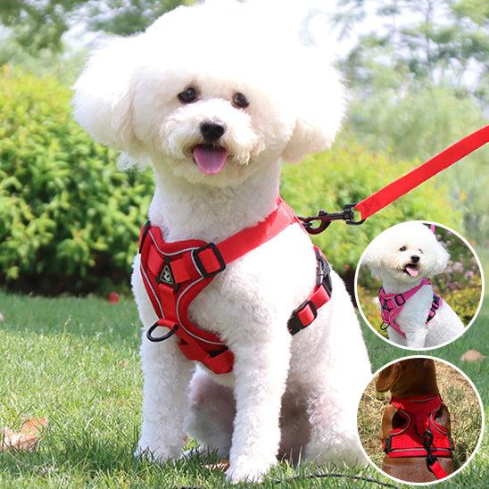 Petit bichon frisé blanc portant un harnais chien rouge ajustable. Insets montrant les versions rose et vue de dos.